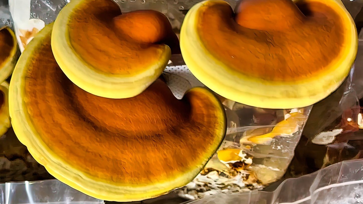 用菌包种灵芝的懒人方式，照着做能收两茬