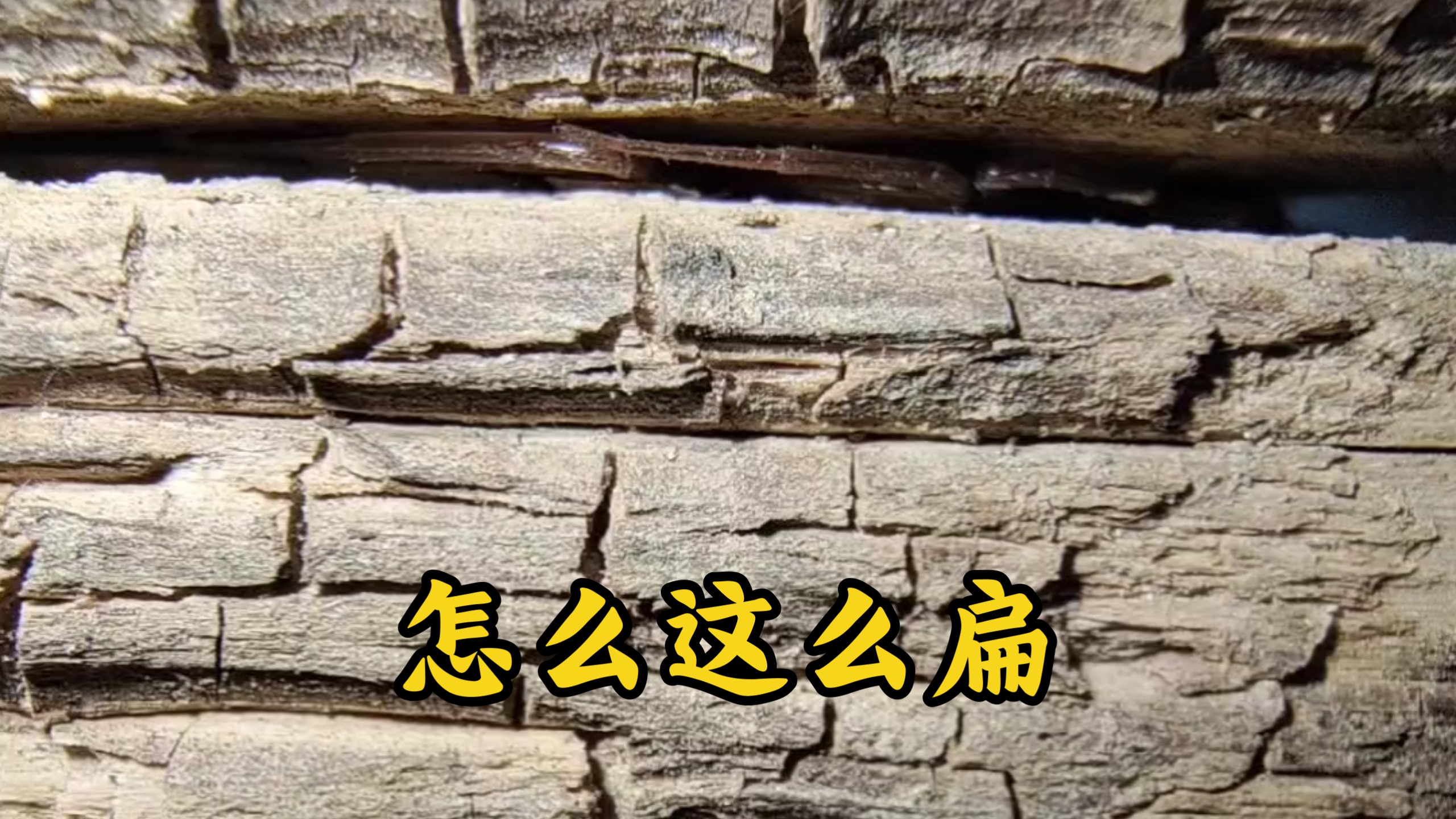 【珍奇扁蛛】国内最扁的蜘蛛