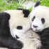 野生大熊猫求偶、繁育后代的过程（第二期）