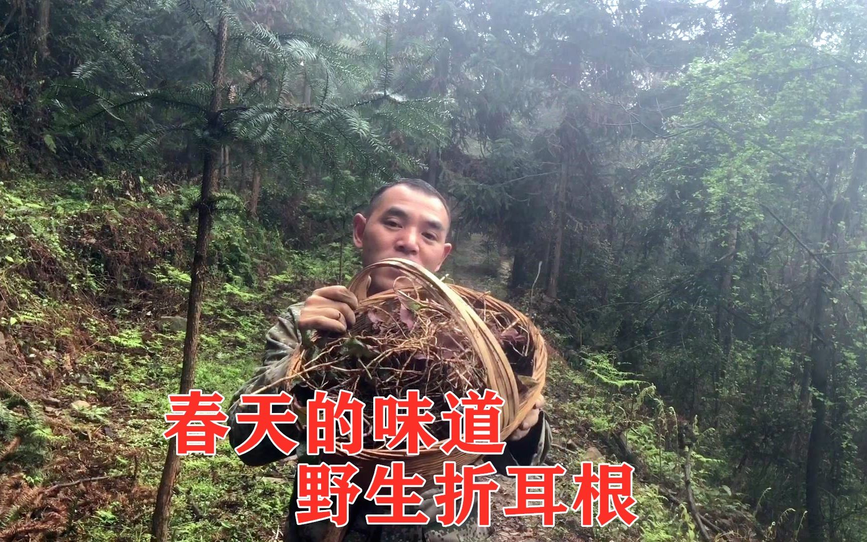 贵州大山里挖野生折耳根，香味浓郁，一起感受春天的味道