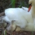 白天鹅夫妻   孵生一窝小天鹅宝宝   全程有多可爱