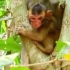 被母猴抛弃的小孤猴， 在寻找妈妈路上被揍的鼻青脸肿，小孤猴艰难困苦的活着吧