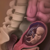 3D透视孕妇子宫与胎儿变化