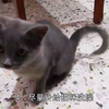 猫癣怎么才算好了，猫咪有癣的地方要剃毛吗