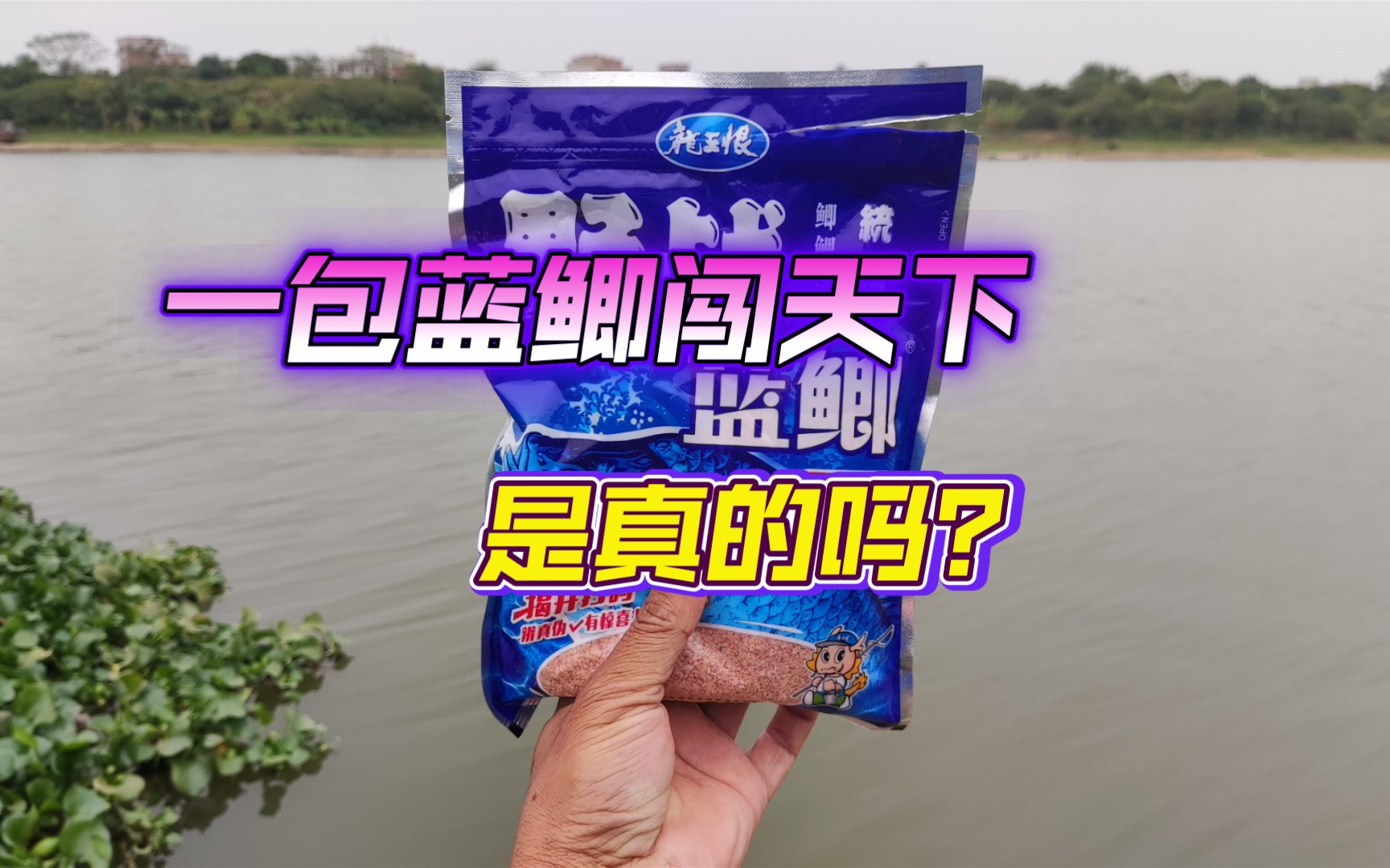 野战蓝鲫，一包蓝鲫闯天下，是真的吗？