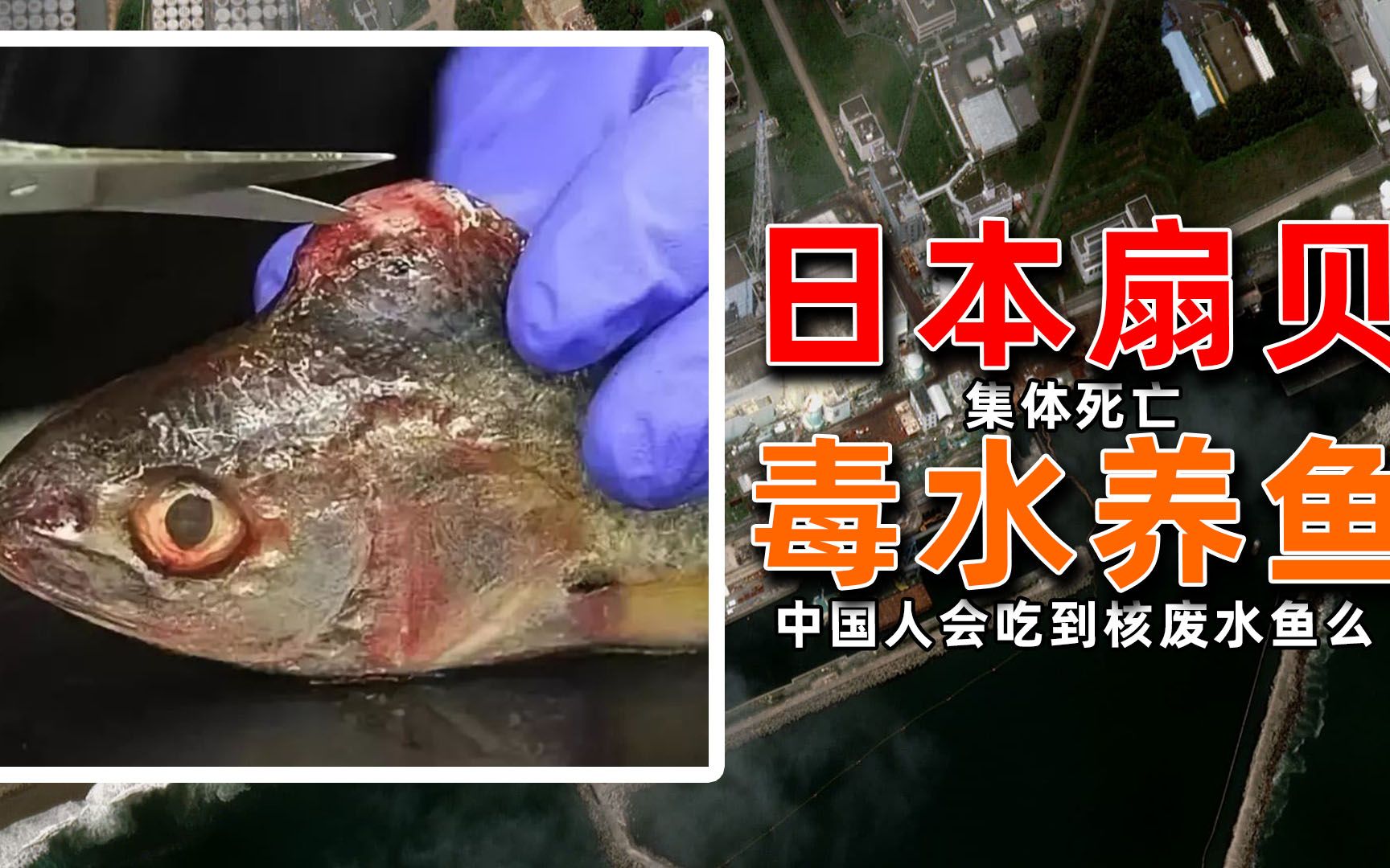 日本已经开始用核废水养鱼了！你以后还敢吃海鲜吗？
