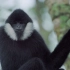 【COP15】《万物之生》科普：没想到你居然是这样的白颊长臂猿