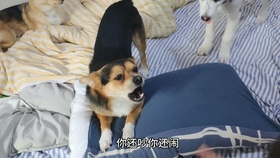 d10463a5b163118704ad32500eec912d38cc44d3.jpg@280w_158h_1c_100q.jpg