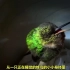 科学家拍摄到一只正在睡觉的蜂鸟，小小的身体发出嘹亮高亢的鼾声