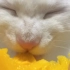 这猫吃南瓜啃的真香啊