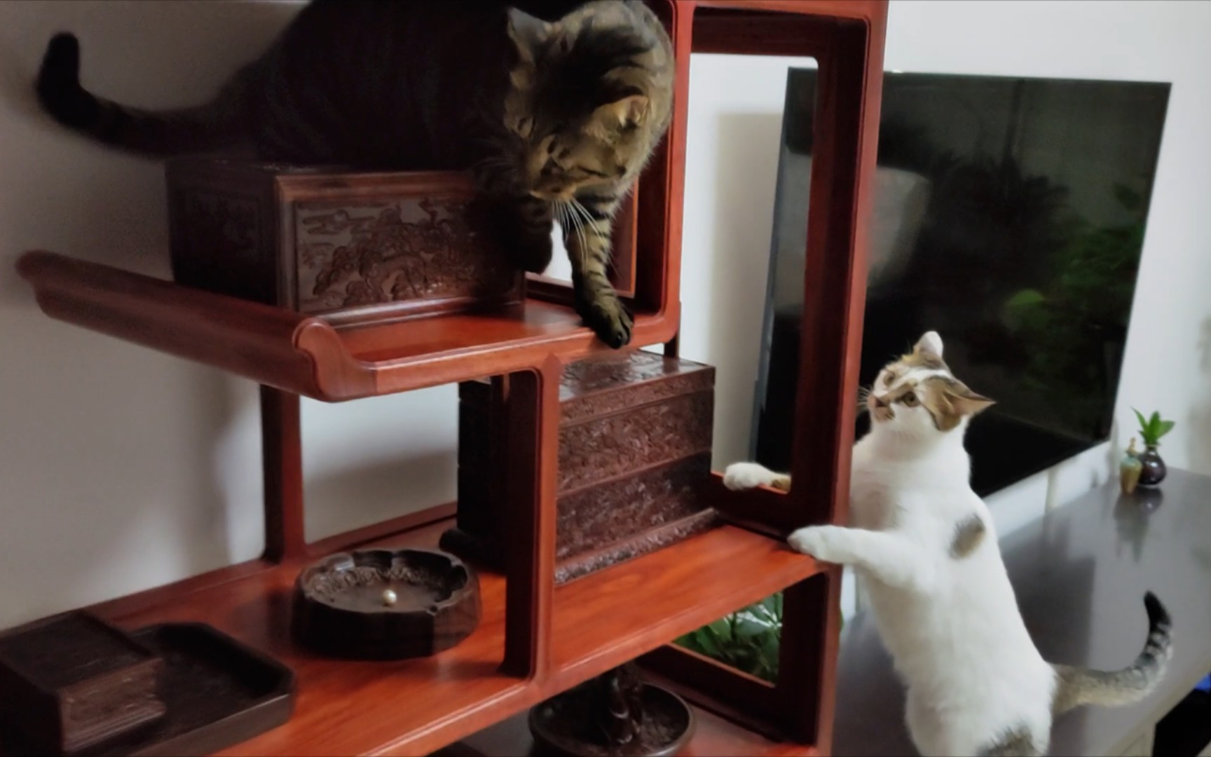 老爸新买了一个博古架，让俩猫鉴赏一下