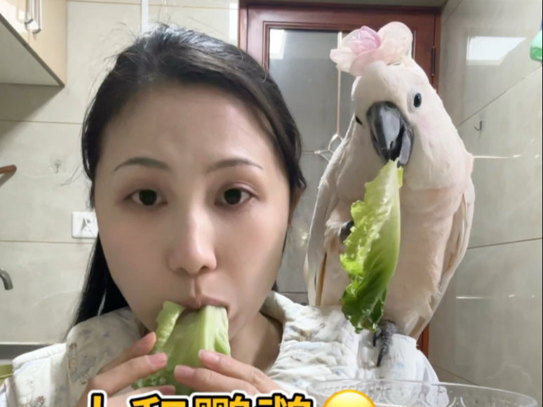 带着鹦鹉勇闯吃播赛道！