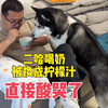 主人喝奶二哈死活非要来一口，当主人把奶换成柠檬汁后，你们别笑