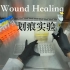 划痕实验Wound healing