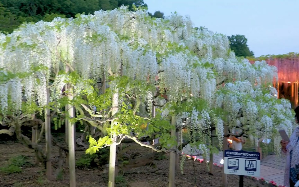 日本栃木县足利市的足利花卉公园内紫藤花盛开