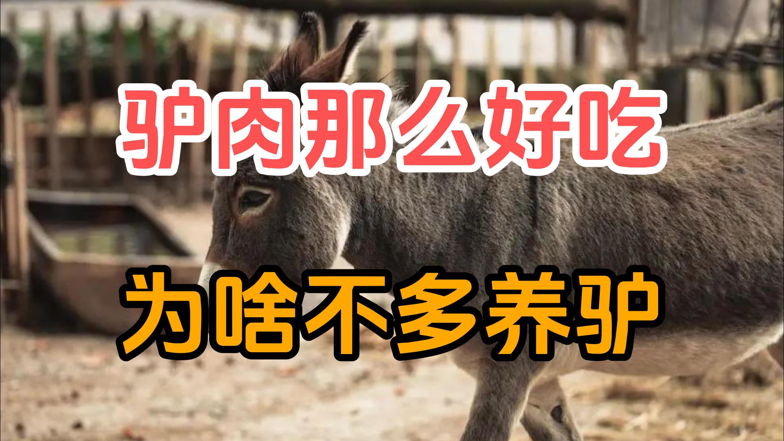 驴肉那么好吃为什么不大规模养驴？