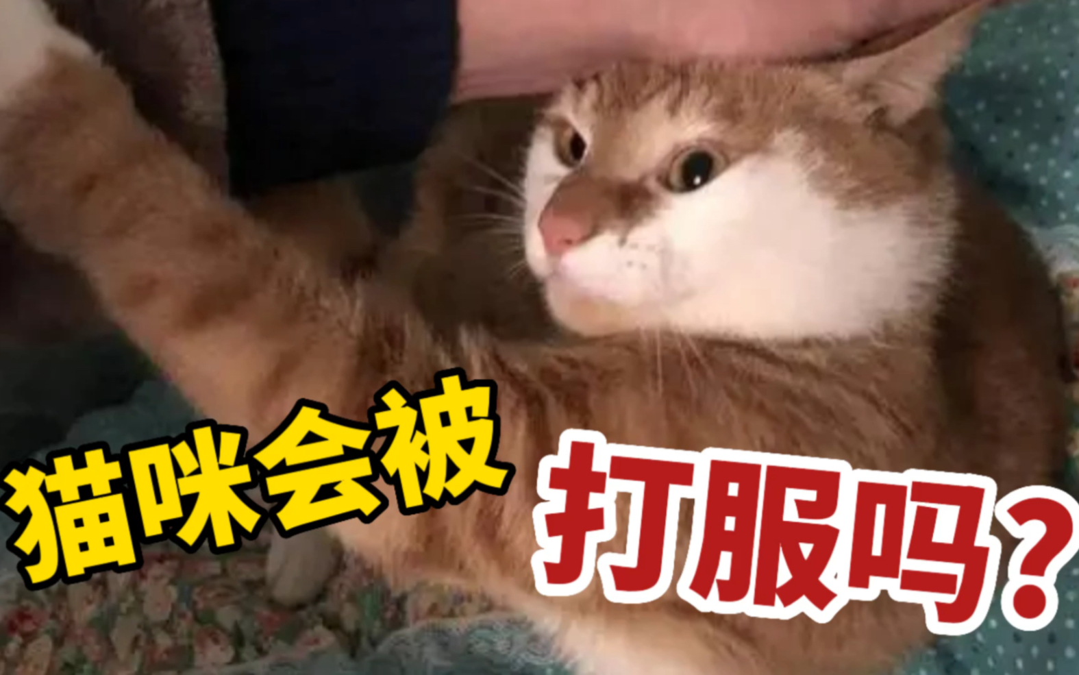 猫咪不听话，打真的有用吗？