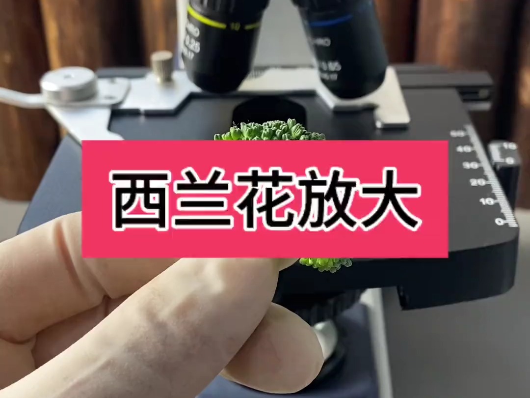 西兰花真的很脏！ 一定要盐水浸泡再冲洗几遍，再焯水后彻底炒熟