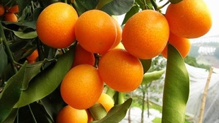 怎么养金桔才甜 d1b440ea3622fabdac231b41046653af3df2e017.jpg@310w_174h_1c_100q.jpg