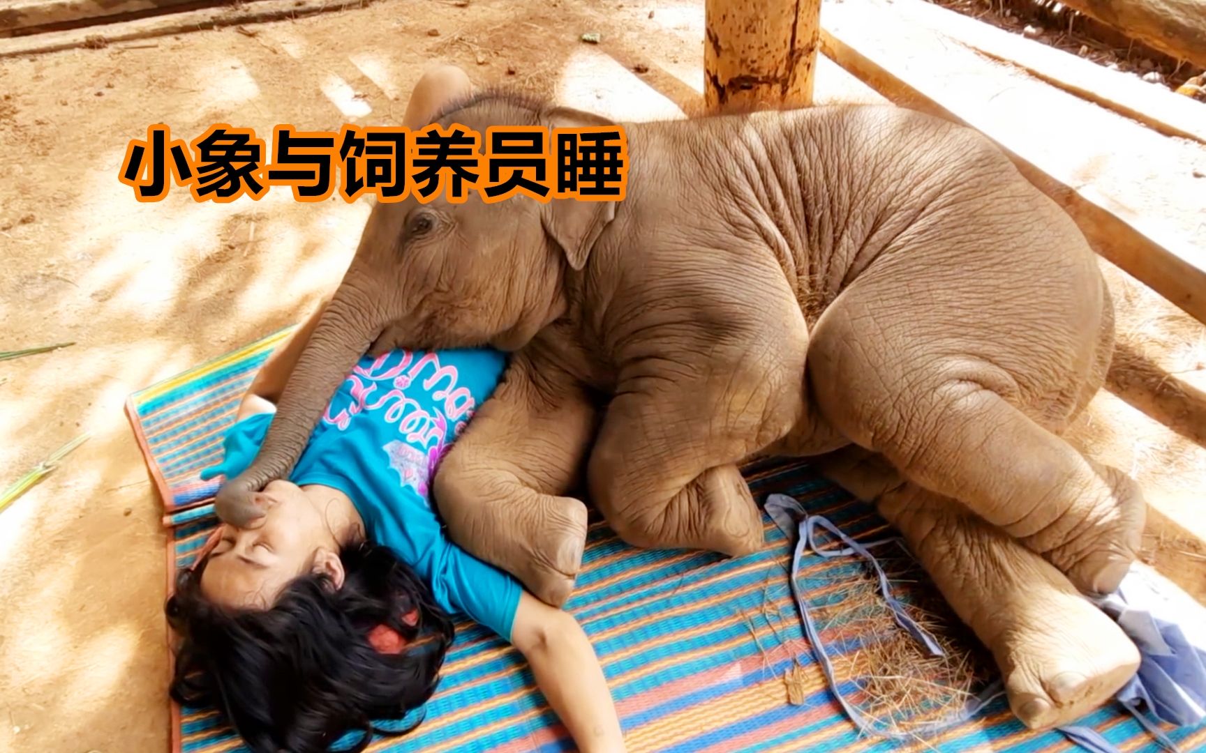 300斤的小象宝宝，将饲养员当枕头躺在地上睡觉，画面好温馨！