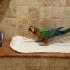 斑色金刚鹦鹉在洗澡时高唱京剧老生段子