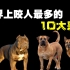世界上最危险的10大恶犬，千万不要以为什么狗都可以随便乱摸！