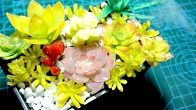 多肉种植技巧视频教程 d1c579e0036006e9ae29fa2a2c6d2204436b0c2a.jpg@280w_158h_1c_100q.jpg