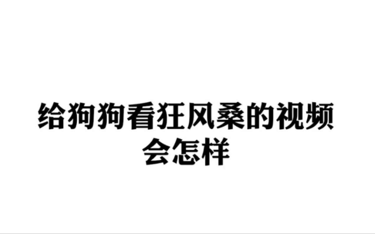 沙雕向给狗狗看狂风桑的视频会怎样
