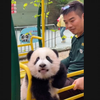 外东陪妹猪一起荡秋千，她真的在笑哎！快乐童年~好开心呀妹猪||cr：大熊猫三胞胎萌帅酷