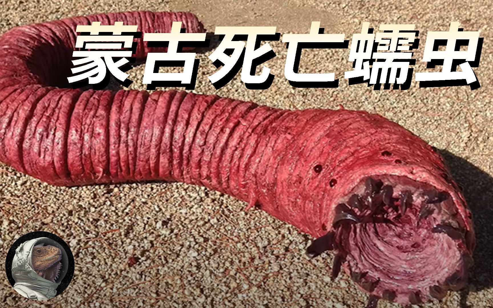 电影《沙丘》中巨型沙虫的原型，传说中的神秘生物—蒙古死亡蠕虫 【世奇研究所】