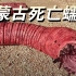 电影《沙丘》中巨型沙虫的原型，传说中的神秘生物—蒙古死亡蠕虫 【世奇研究所】