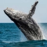 近距离拍摄30米长的蓝鲸 那是什么样的恐惧感觉