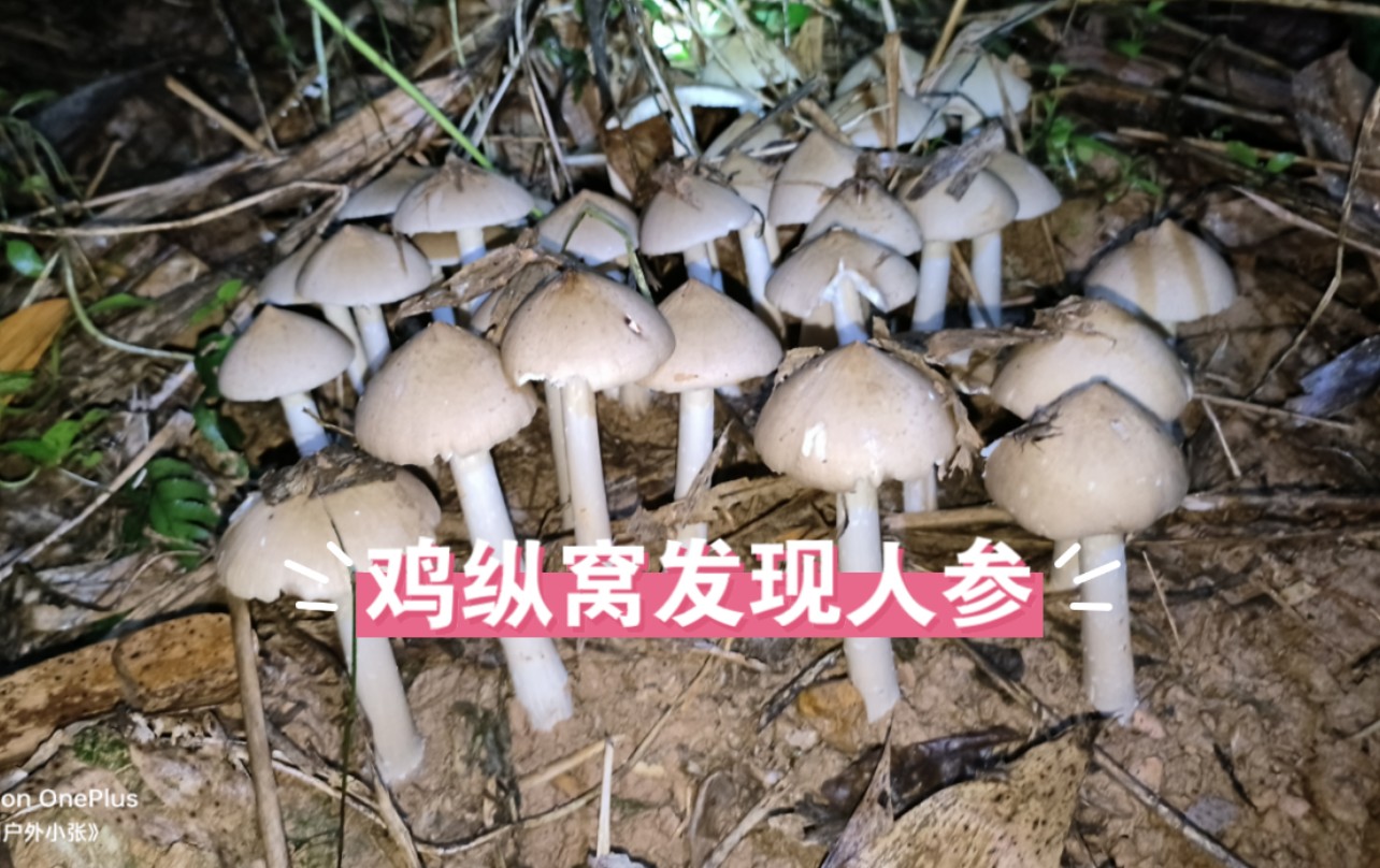 多到就像我家菜地一样，最后一轮疯长满载而归，好过瘾根本挖不完