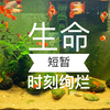 孔雀鱼的寿命不长，一般能活1-2年，我的第一代孔雀鱼都衰老了