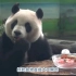 【大熊猫团团、圆仔】台北动物园-「立冬」該如何「進補」，大貓熊個性不同