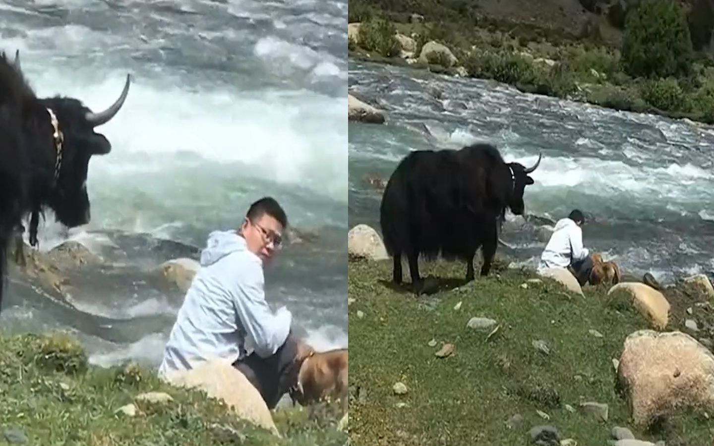 男子在河边喂狗子喝水，身后黑牛死盯后退一步，下一秒网友笑喷