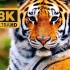 8K UHD 超高清 动物视界 各种动物
