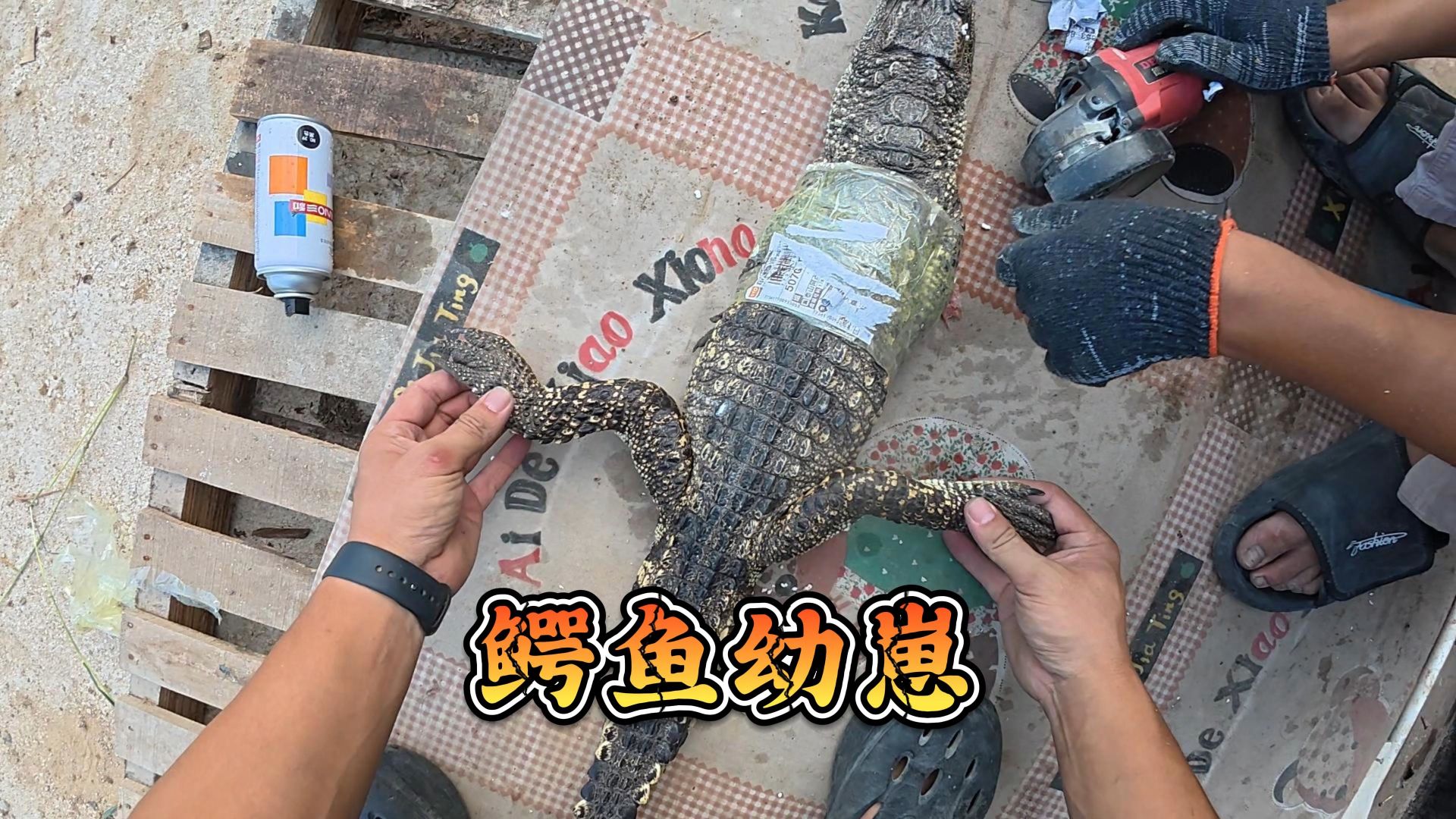 你们觉得鳄鱼这次能开口吗？