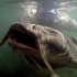 印度水域发现巨型水怪，长1.83米，重73kg，已有多人游泳时被吞