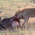 单只斑鬣狗冲进角马群开膛破肚猎杀一头2022.9.20