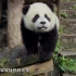 【转】CCTV9 纪录片-《大熊猫》全1集