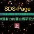 采用SDS-Page方法如何检测感兴趣的蛋白质（上）