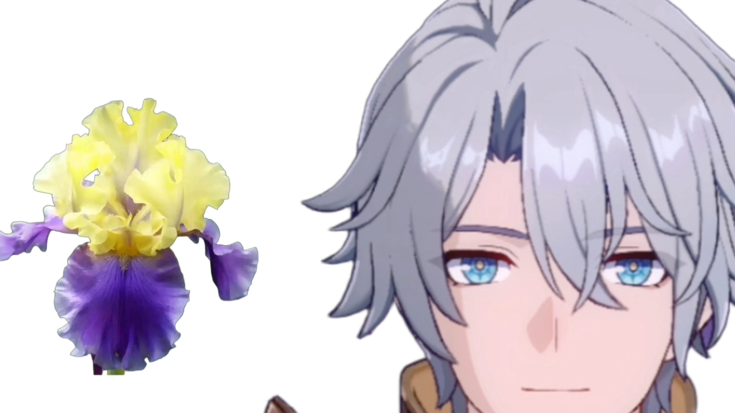 yellow and purple小Flower！我不会让你重蹈Fish的覆辙了！