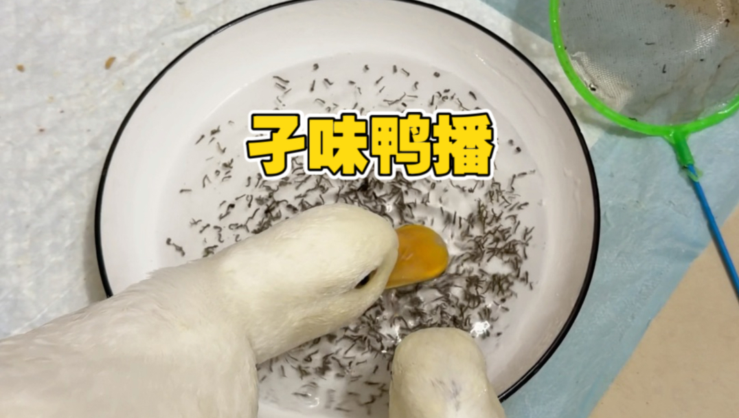 【灭孓师太】最新视频来袭，快来看看吧！