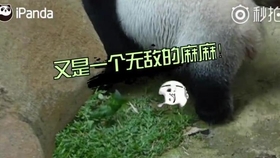 d2bc237a0b2739c256ac1c1de932a7fe0efc8de5.jpg@280w_158h_1c_100q.jpg