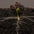 【GPhase】土壤剖面 延时摄影 - 在25天里面种子是如何发芽的