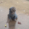 据说这只猫已成精