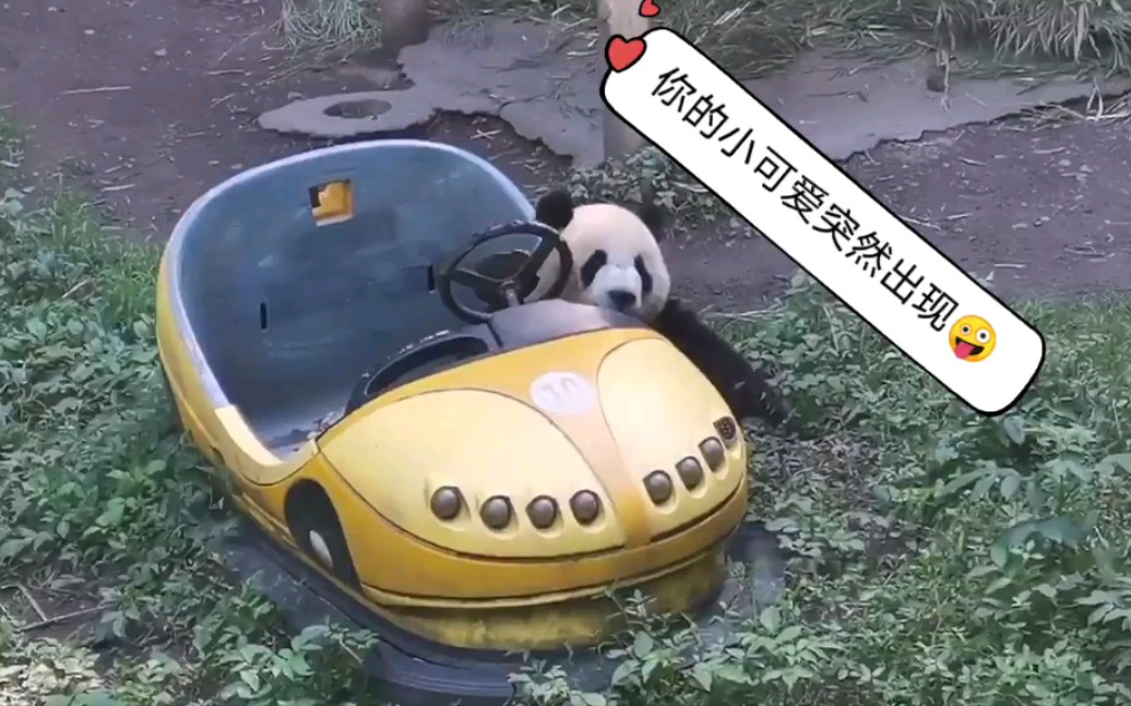 大熊猫开车车啦
