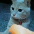 ［橘猫］家里猫咪就是爱玩我手