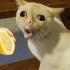 小猫趣味乐园：盘点小猫咪7个搞笑瞬间，猫咪吃柠檬是什么反应？
